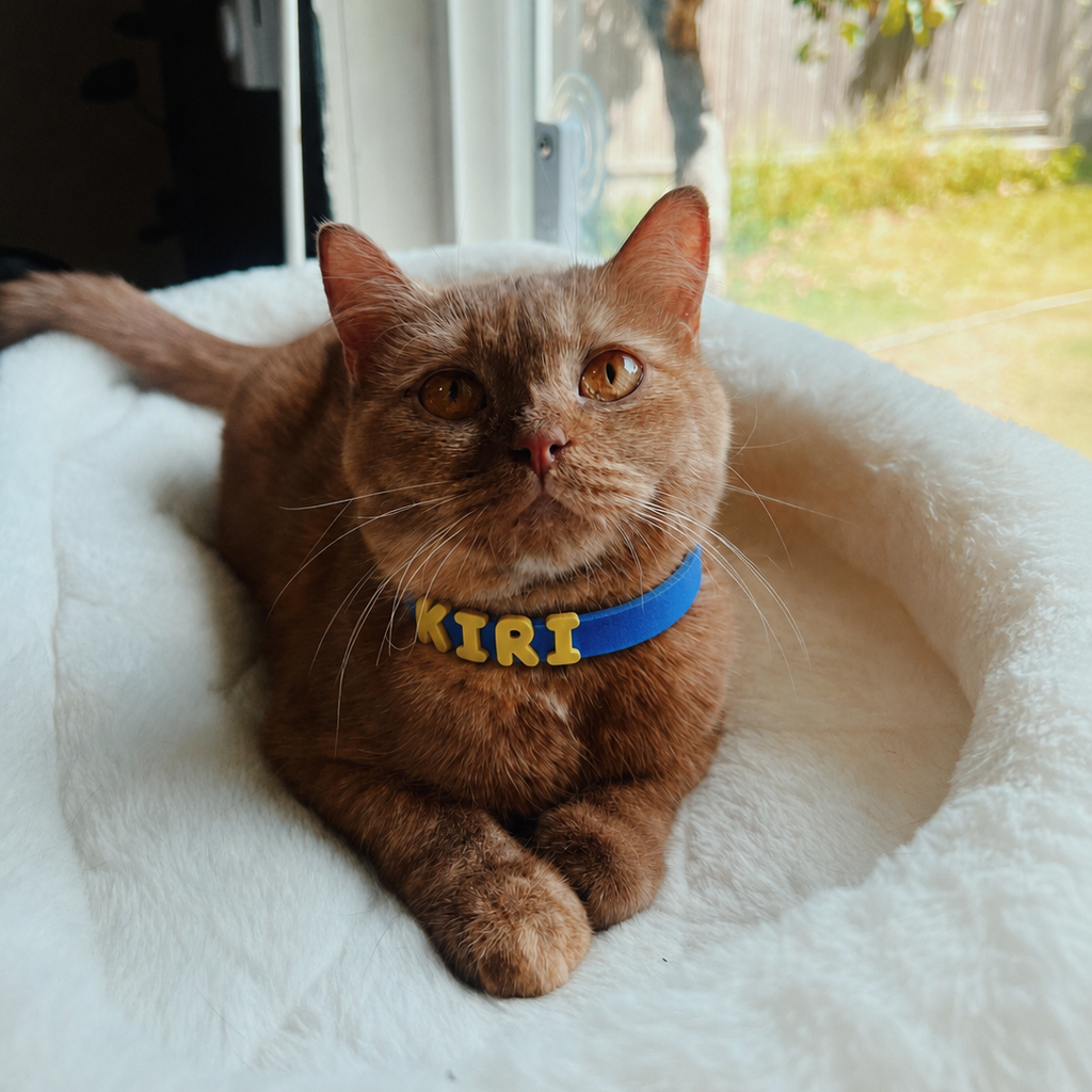 NeverLost™ Personalized Collar