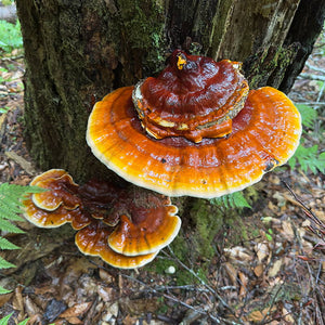 Organic Reishi Mushroom
