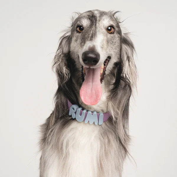 NeverLost™ Personalized Collar