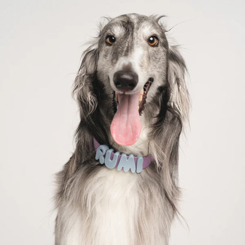 NeverLost™ Personalized Collar