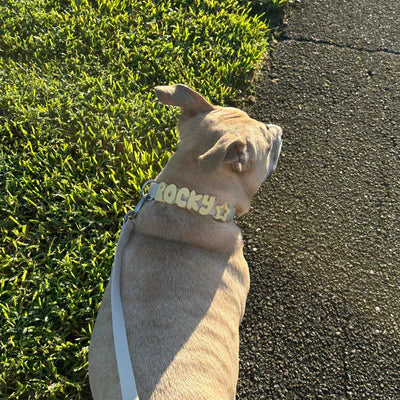 NeverLost™ Personalized Walk Set (Leash + Collar Bundle)
