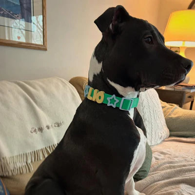 NeverLost™ Personalized Collar
