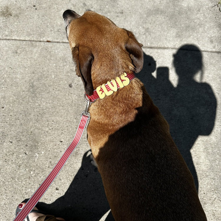 NeverLost™ Personalized Walk Set (Leash + Collar Bundle)