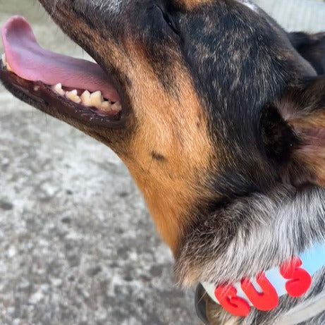 NeverLost™ Personalized Collar