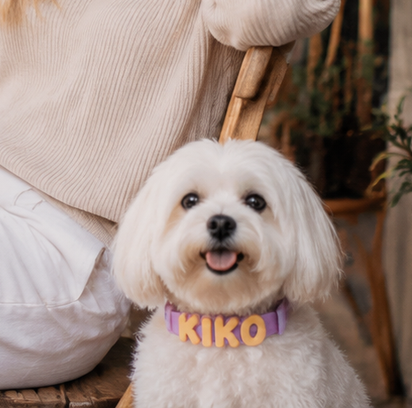 Lucas B.