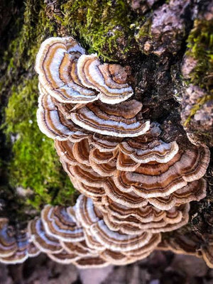 Organic Turkey Tail Mushroom